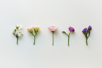 Various flowers arranged by color hue