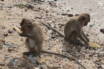 Monkey Island, THAILAND The monkeys are on the beach by the sea.
