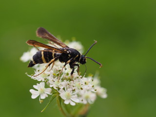 Kleiner Pappelglasflügler - Paranthrene tabaniformis 