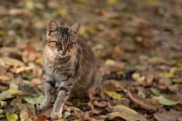 Naklejka na ściany i meble Lovely cat with striped fur on leaves