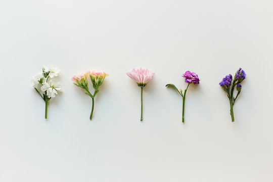 Various flowers arranged by color hue
