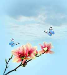 Naklejki  piękny motyl na różowym kwiatku magnolii, na tle nieba