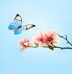 beautiful butterfly on pink flower magnolia, sky background