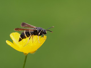 Kleiner Pappelglasflügler - Paranthrene tabaniformis