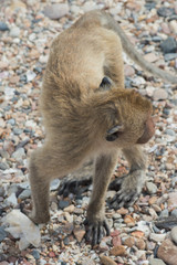Monkey Island, THAILAND The monkeys are on the beach by the sea.