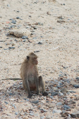 Monkey Island, THAILAND The monkeys are on the beach by the sea.