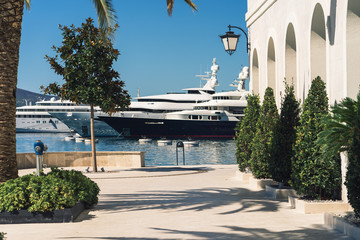 Fototapeta premium palm trees and yachts on a sunny day in the marina in Porto Montenegro, Tivat