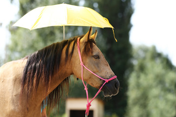 Clever sport horses don't fear of umbrellas