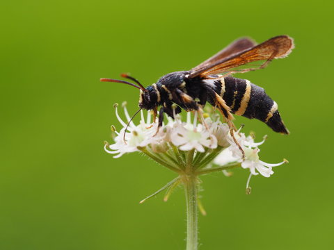 Kleiner Pappelglasfl&uuml;gler - Paranthrene tabaniformis 