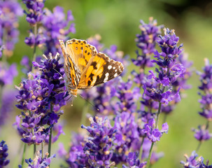 Macro of a painted lady butterfly on a flower