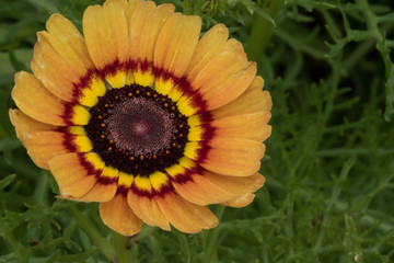 Pale Orange and Yellow Annual Chrysanthemum.