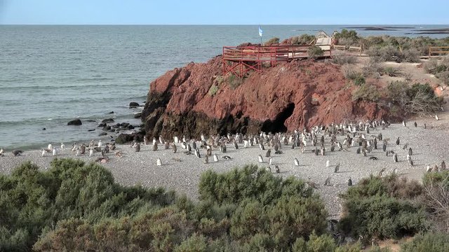 Colony of Magellanic Penguins (Spheniscus magellanicus) at Punta Tombo coastline. Chubut, Argentina