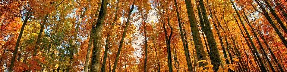 Fall colors in the woods