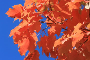 Deep orange color of the fall season