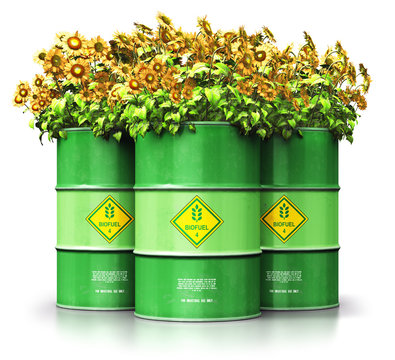 Group of green biofuel drums with sunflowers isolated on white background