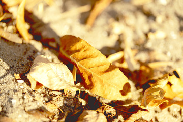 Close up of colorful autumn leaf lying on the ground next to more leaves wet by the rain and illuminated by sunlight on a cold and wet autumn day.