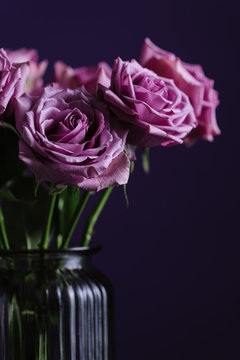 Purple roses in vase