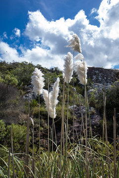 Herbe de la Pampa