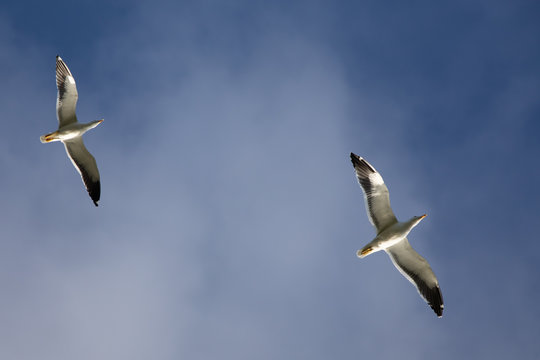 Go&euml;land dominicain, Larus dominicanus, Gaviota cocinera, Kelp gull