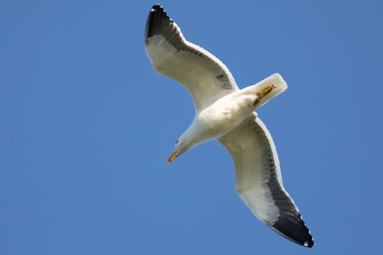 Go&euml;land dominicain, Larus dominicanus, Gaviota cocinera, Kelp gull