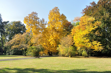 Kolorowe drzewa w parku