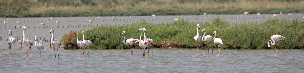 Flamants roses à Frontignan