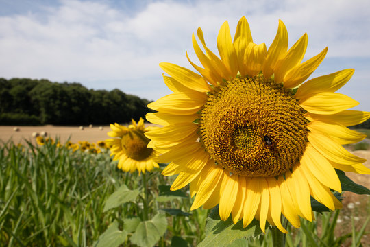 Tournesols