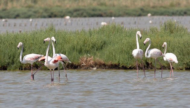Flamants roses &agrave; Frontignan