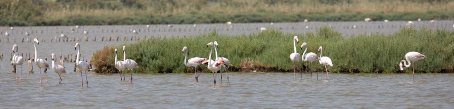 Flamants roses &agrave; Frontignan