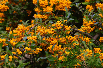 Branches of orange sea buckthorn berries. 
