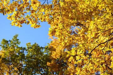 Beautiful colorful leaves in autumn forest. Red, orange, yellow, green and brown autumn leaves. Oak foliage. Seasonal background