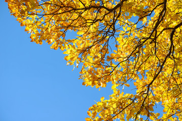 Beautiful colorful leaves in autumn forest. Red, orange, yellow, green and brown autumn leaves. Oak foliage. Seasonal background