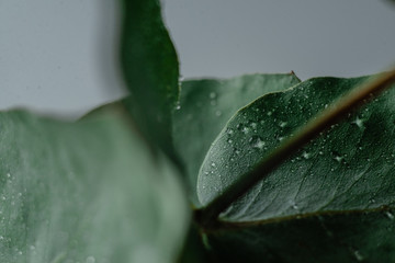 Green Eucalyptus with water Drops , macro water drops, light green leaves, romantic and spa, relaxing palette