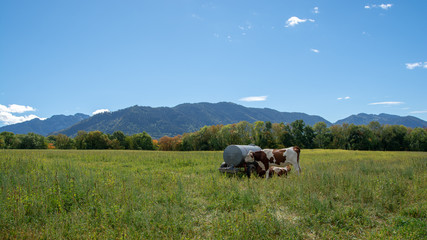 Vaches au milieu des Alpes
