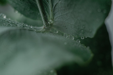 Green Eucalyptus with water Drops , macro water drops, light green leaves, romantic and spa, relaxing palette