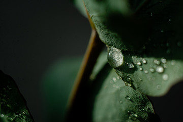 Green Eucalyptus with water Drops , macro water drops, light green leaves, romantic and spa, relaxing palette