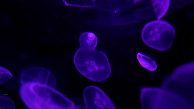 illuminated jellyfish on black background