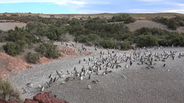 Colony of Magellanic Penguins (Spheniscus magellanicus) at Punta Tombo coastline. Chubut, Argentina