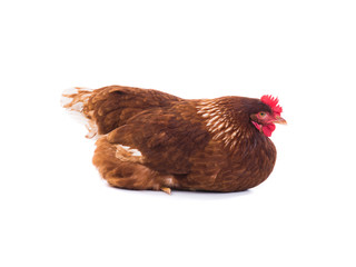 brown hen isolated