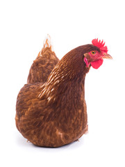 brown hen isolated