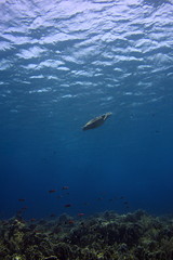 Fototapeta premium turtle