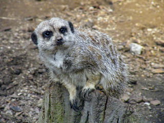 Suricate