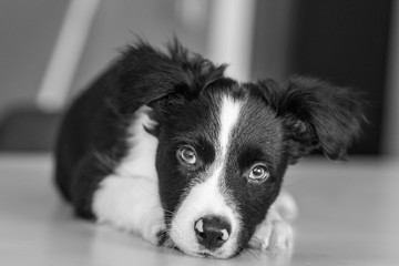 Cute black and white Border Collie puppy looks sleep in the house.