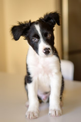 Cute black and white Border Collie puppy looks sleep in the house.