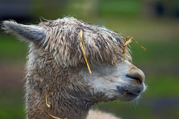 Alpaca 