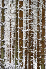 Obraz premium Snowy spruce tree trunks in a forest