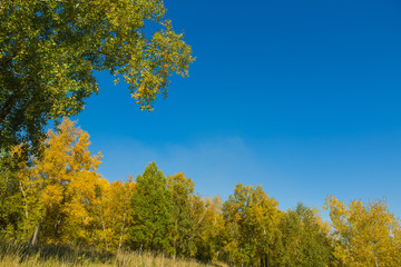 Fototapeta premium Colorful autumn forest on september sunny day