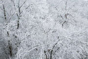 Trees covered with hoarfrost in the forest