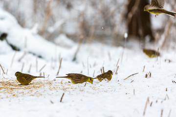 Flock of yellowhammer that eats seeds in the snow