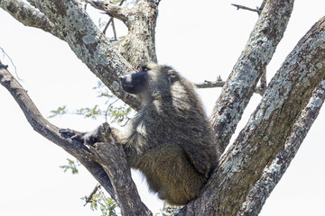 Baboon sitting and resting in a tree
